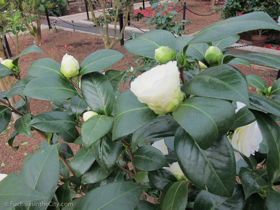 2013-03-17-planting-fields-136