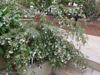 2013-03-17-planting-fields-141