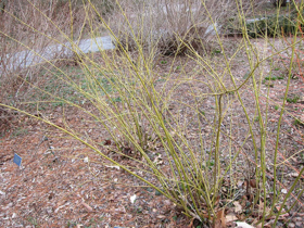 2013-03-17-planting-fields-372