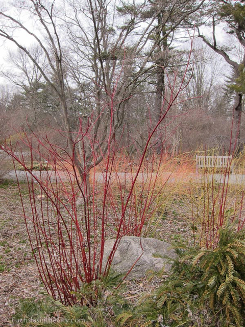 2013-03-17-planting-fields-383