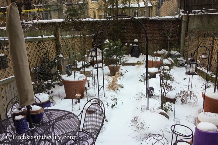 2014-01-04-winter-garden-10