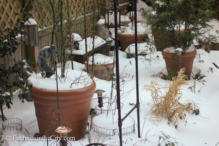 2014-01-04-winter-garden-16
