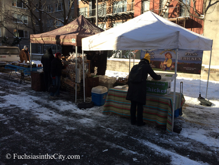 2014-01-04-winter-garden-50
