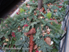 2014-12-festive-sidewalks-29