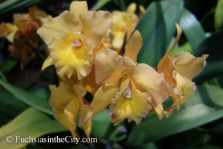 2015-03-Philly-Flower-Show-113