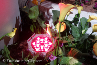2015-03-Philly-Flower-Show-1652