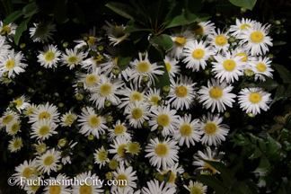 2015-03-Philly-Flower-Show-233