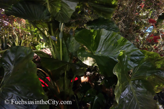 2015-03-Philly-Flower-Show-687