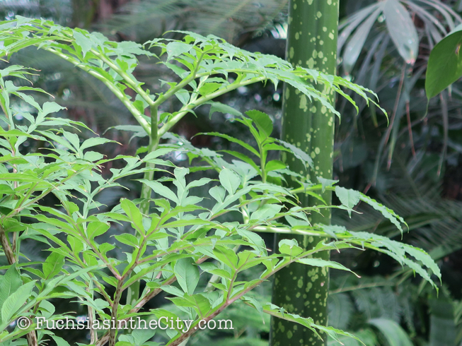 2016-07-NYBG-101