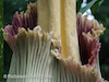 2016-07-NYBG-109