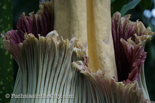 2016-07-NYBG-113