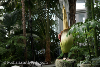 2016-07-NYBG-129