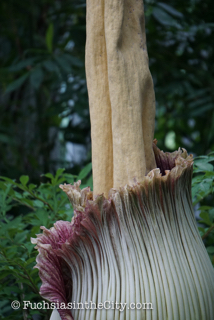 2016-07-NYBG-21