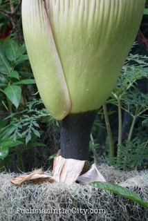 2016-07-NYBG-24