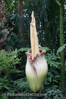2016-07-NYBG-35