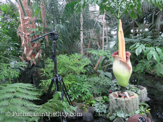 2016-07-NYBG-63