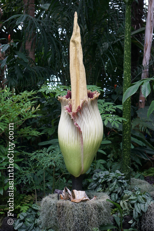2016-07-NYBG-727