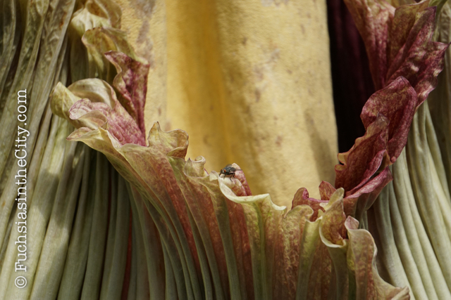 2016-07-NYBG-790