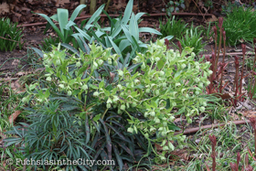 2018-04-fort-tryon-park-left-13