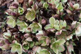 2018-04-fort-tryon-park-left-14