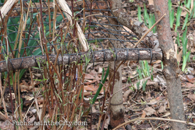 2018-04-fort-tryon-park-left-22