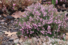 2018-04-fort-tryon-park-left-23