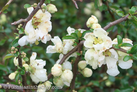 2018-04-fort-tryon-park-left-26