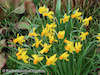 2018-04-fort-tryon-park-left-27