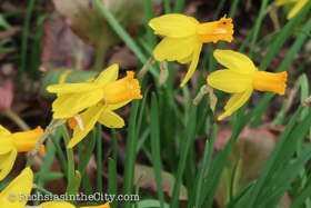 2018-04-fort-tryon-park-left-28