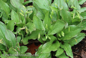 2018-04-fort-tryon-park-left-31