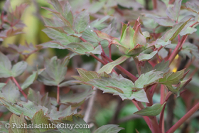 2018-04-fort-tryon-park-left-33