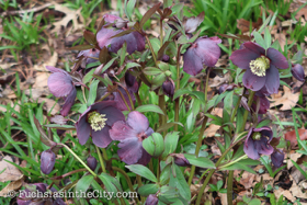 2018-04-fort-tryon-park-left-34