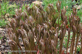 2018-04-fort-tryon-park-left-39