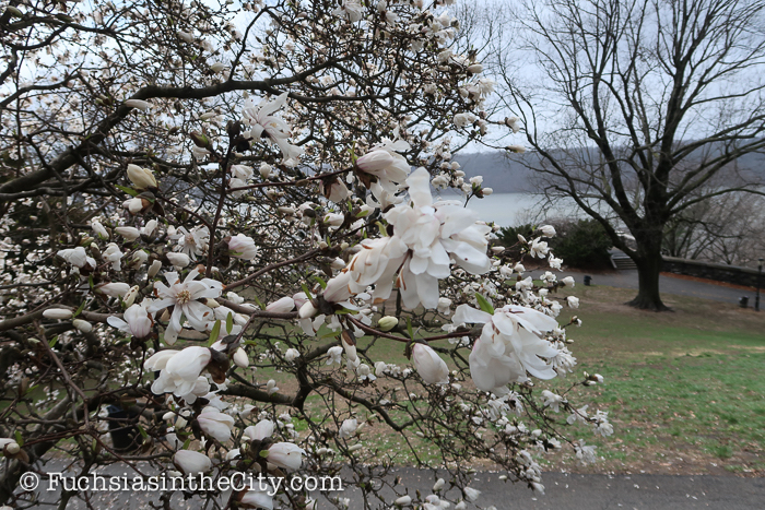 2018-04-fort-tryon-park-left-45