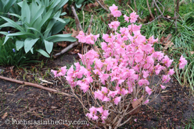 2018-04-fort-tryon-park-left-5