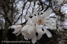 2018-04-fort-tryon-park-left-51