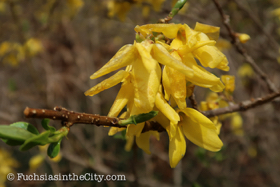 2018-04-fort-tryon-park-left-58