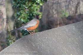 2018-04-fort-tryon-park-left-65