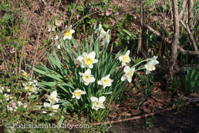 2018-04-fort-tryon-park-left-76