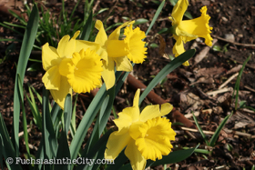 2018-04-fort-tryon-park-left-77