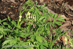 2018-04-fort-tryon-park-left-79