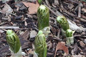 2018-04-fort-tryon-park-left-82