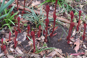 2018-04-fort-tryon-park-left-9