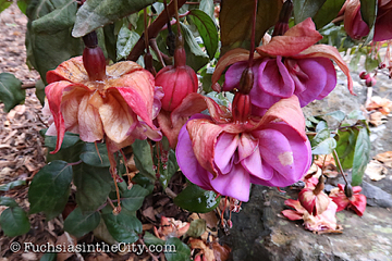 2019-11-12-after-the-frost-left-121