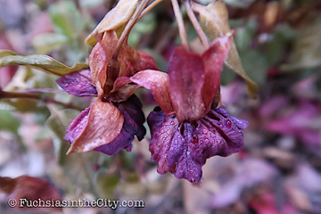 2019-11-12-after-the-frost-left-127