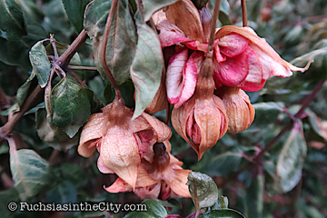2019-11-12-after-the-frost-left-149