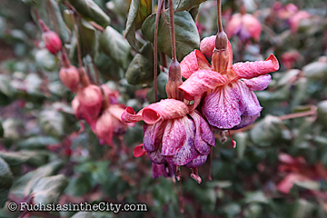 2019-11-12-after-the-frost-left-214