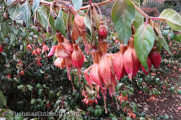 2019-11-12-after-the-frost-left-242