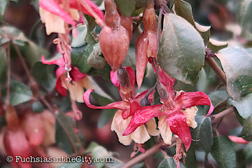 2019-11-12-after-the-frost-left-248