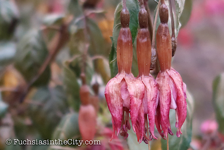 2019-11-12-after-the-frost-left-268